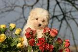 COTON DE TULEAR 002